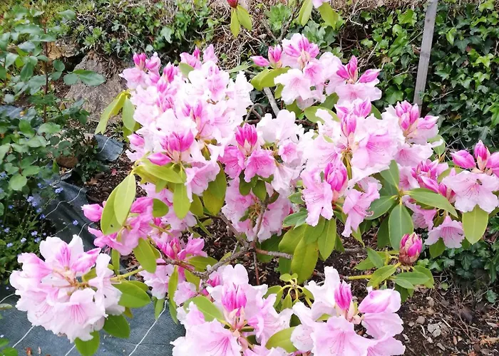 Gite Et Chambres D'Hotes Bed & Breakfast